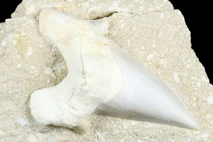 Otodus Shark Tooth Fossil in Rock - Huge Tooth! #183757